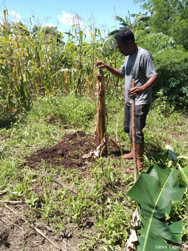 BANTUAN BIBIT TANAMAN PISANG
