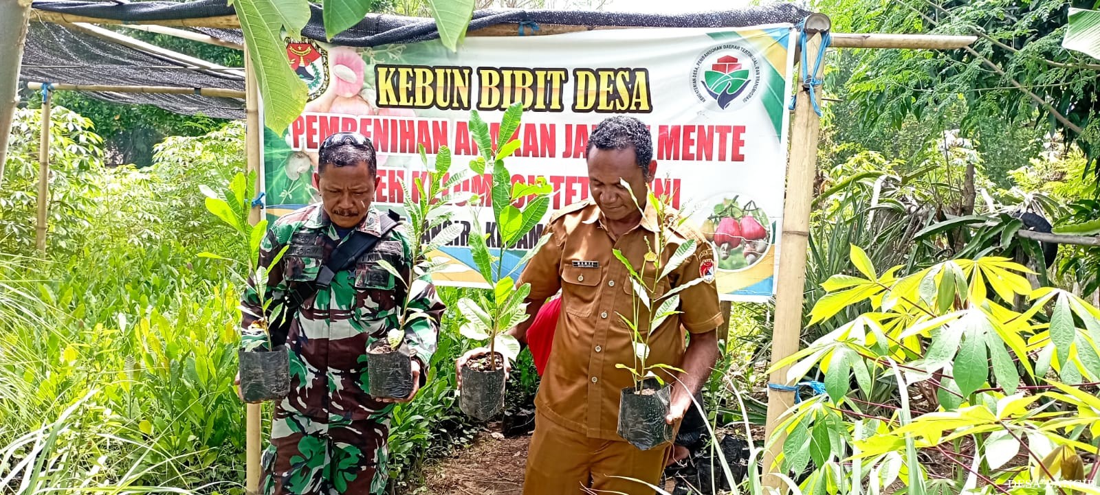 PENANAMAN JAMBU MENTE DESA LANGIR